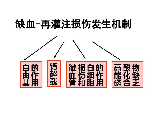 缺血-再灌注损伤发生机制