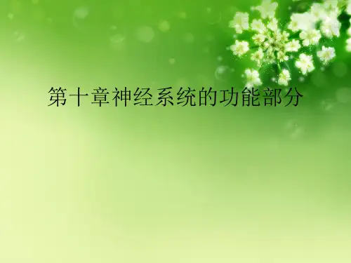 第十章神经系统的功能部分优秀课件