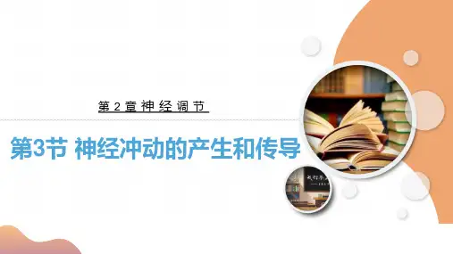 2.3 神经冲动的产生和传导(2023年课件-人教版高中生物选择性必修1)
