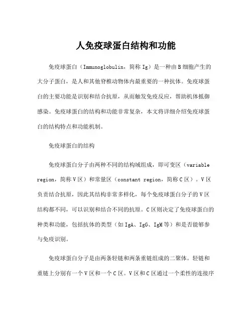 人免疫球蛋白结构和功能