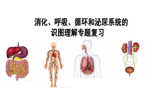 消化、呼吸、循环和泌尿系统的识图理解综合复习