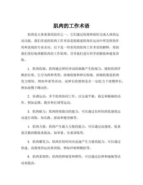 肌肉的工作术语