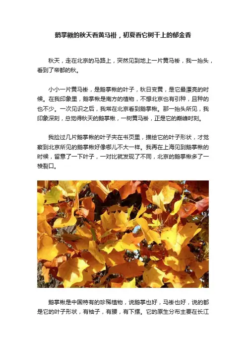 鹅掌楸的秋天看黄马褂，初夏看它树干上的郁金香