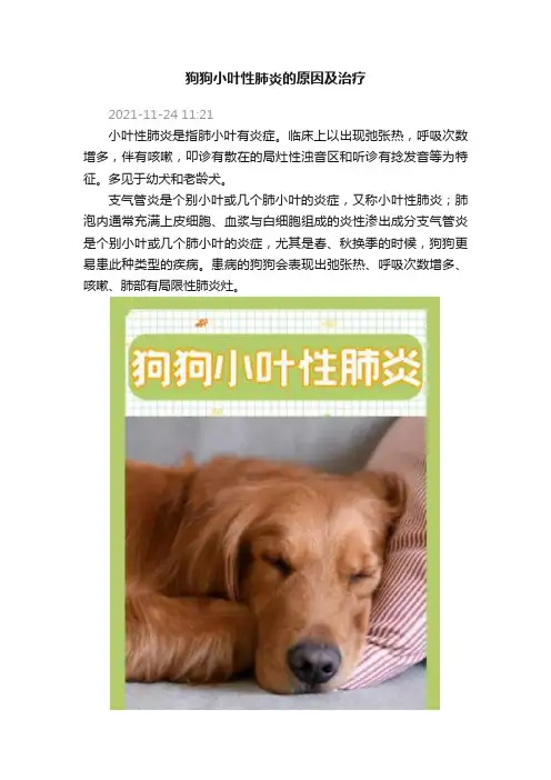 狗狗小叶性肺炎的原因及治疗