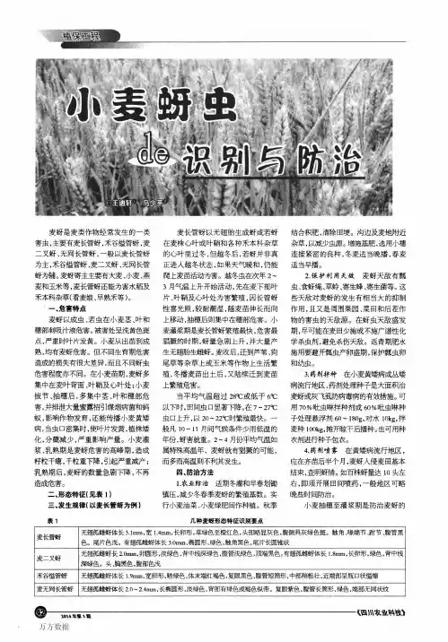 小麦蚜虫de识别与防治
