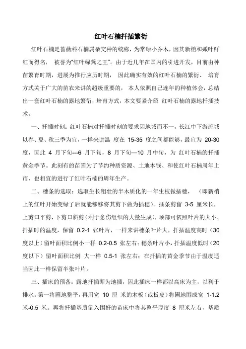 红叶石楠扦插繁衍