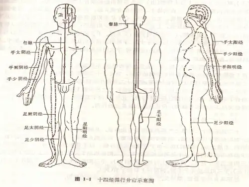任脉、督脉