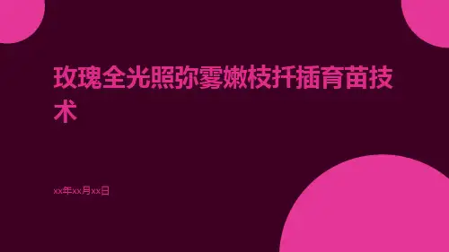 玫瑰全光照弥雾嫩枝扦插育苗技术