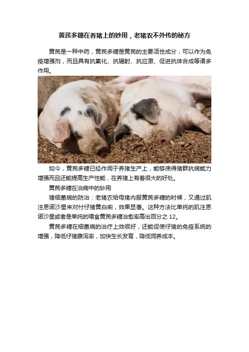 黄芪多糖在养猪上的妙用，老猪农不外传的秘方