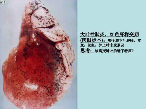 病理实验图片