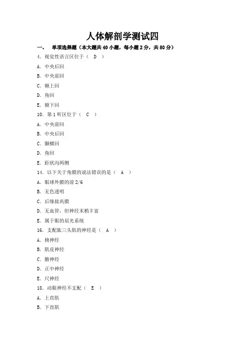 人体解剖学测试四