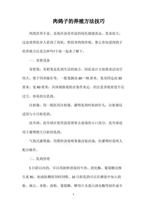 肉鸽子的养殖方法技巧