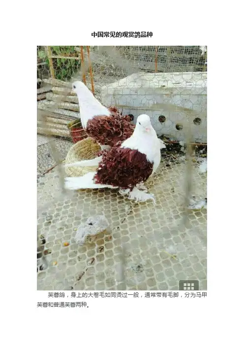 中国常见的观赏鸽品种