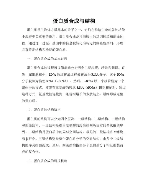 蛋白质合成与结构