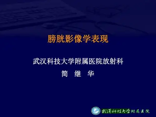 肾上腺与膀胱