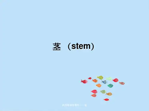 药用植物学课件——茎