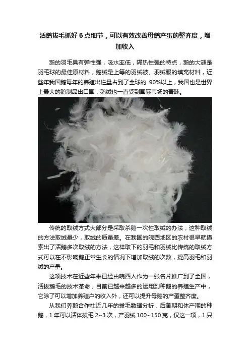 活鹅拔毛抓好6点细节，可以有效改善母鹅产蛋的整齐度，增加收入