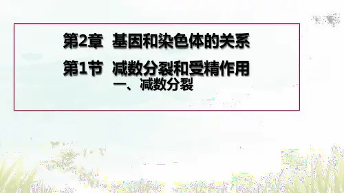 2.1.1 减数分裂(课件)高一下学期生物人教版(2019)必修2