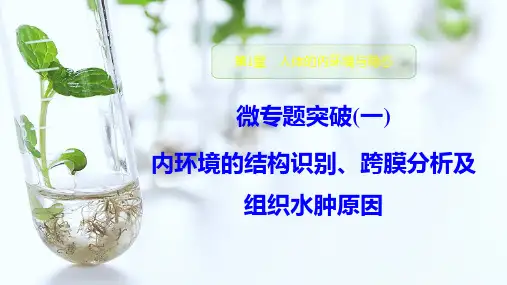 内环境的结构识别、跨膜分析及组织水肿原因