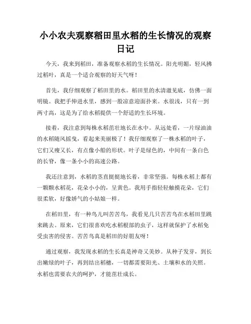 小学三年级作文小小农夫观察稻田里水稻的生长情况的观察日记