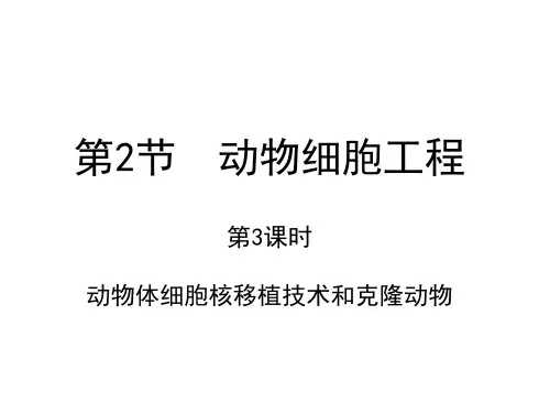 动物细胞工程 - 动物体细胞核移植技术和克隆动物(第3课时)高二生物课件(人教2019选择性必修3)