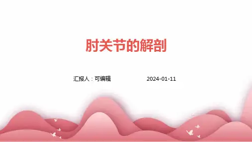 肘关节的解剖ppt