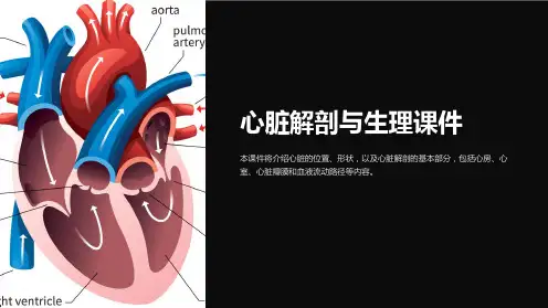 《心脏解剖与生理课件》