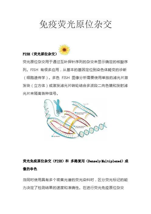 免疫荧光原位杂交
