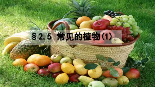 浙教版初中科学七上.1常见的植物课件