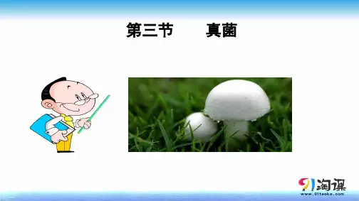课件2：5.4.3真菌