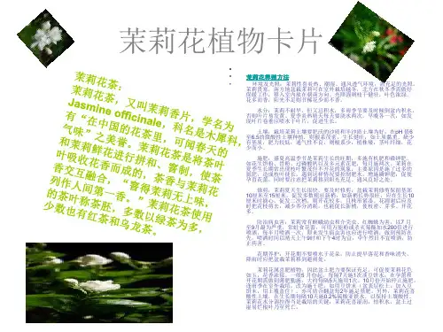 茉莉花植物卡片