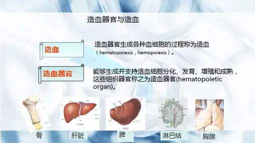 2.1.1造血器官与造血