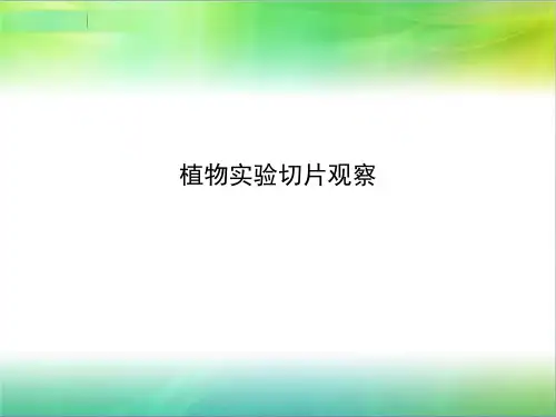 植物实验切片观察ppt