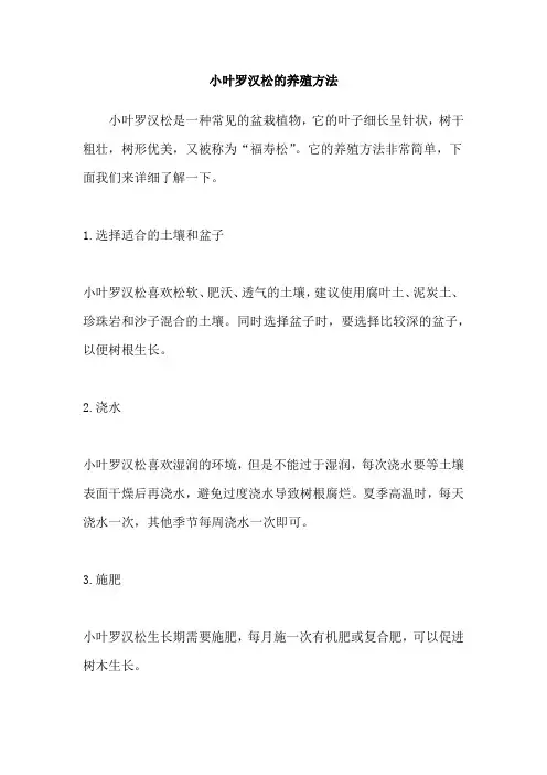 小叶罗汉松的养殖方法