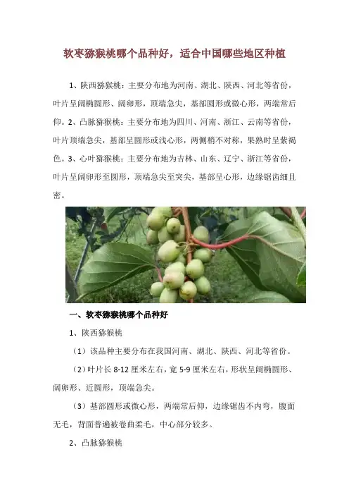 软枣猕猴桃哪个品种好,适合中国哪些地区种植