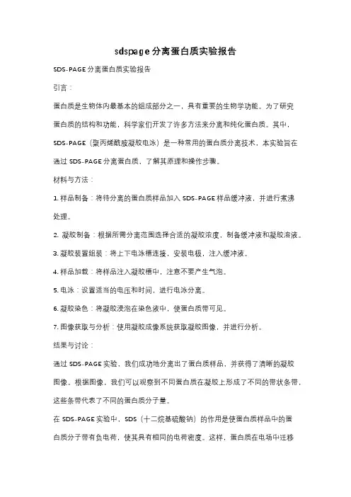 sdspage分离蛋白质实验报告