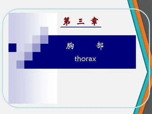 人体结构胸部