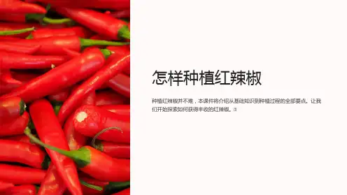 《怎样种植红辣椒》课件