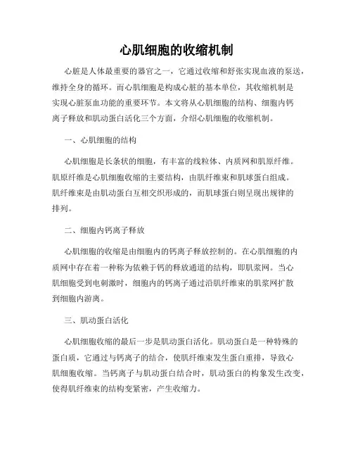 心肌细胞的收缩机制