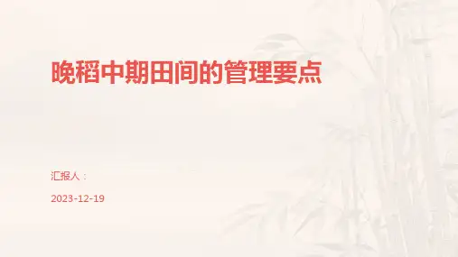 晚稻中期田间的管理要点