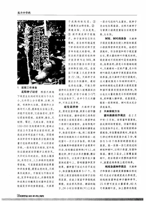 天麻有性繁殖袋栽技术