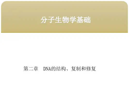分子生物学基础第二章DNA的结构、复制和修复 第三节DNA的复制