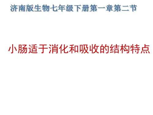 小肠适于消化和吸收的结构特点