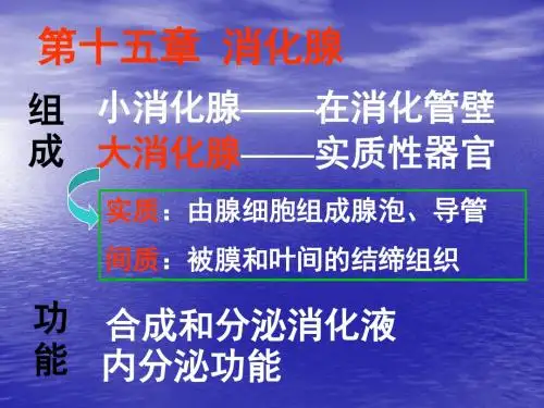 第十五章 消化腺.