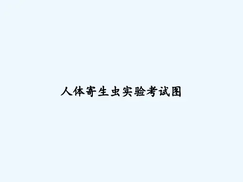 人体寄生虫实验考试图-