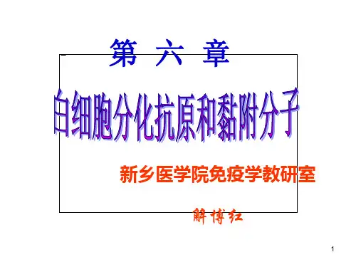 CD和黏附分子详解