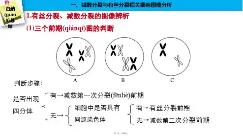 最新减数分裂和有丝分裂图像和曲线图总结精品课件