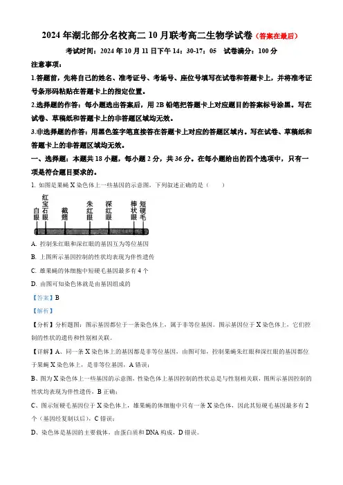 湖北省部分名校2024-2025学年高二上学期10月月考生物试题含答案
