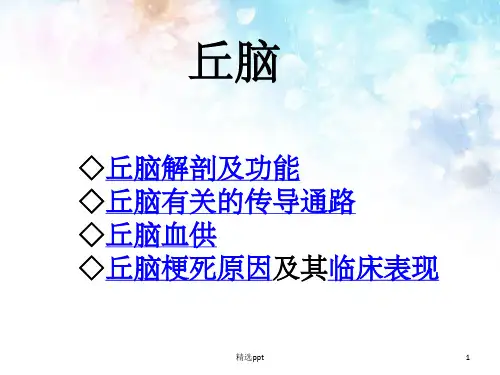 丘脑ppt课件