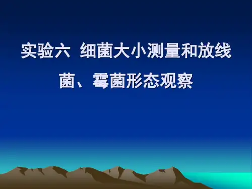 实验六 细菌大小的测量和放线菌的形态观察